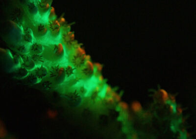 Fluoreszierende Korallen in der Karibik