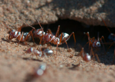 Ameisen in Marokko