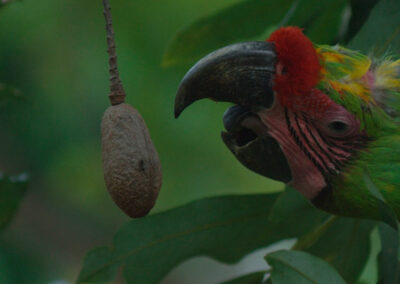 Ein Papagei greift nach einer Frucht