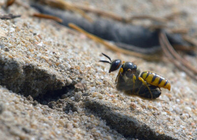 Ein Bienenwolf mit Beute