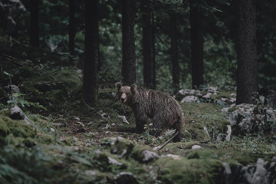 Spaniens wilder Norden – Teil 2 – Berge der Bären