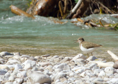 Ein Flussregenpfeifer an der Isar