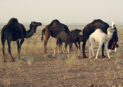 Ein Beduine begleitet seine Kamele mit Jungtieren