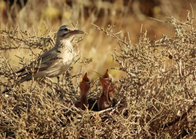 Eine Wüstenläuferlärche am Nest mit Jungvögeln