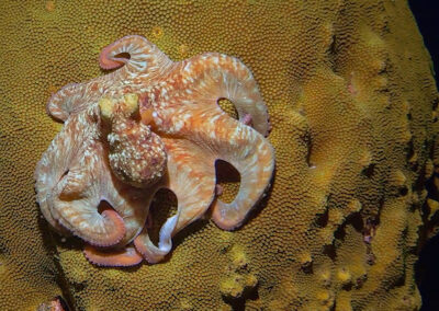 Oktopus in der Karibik