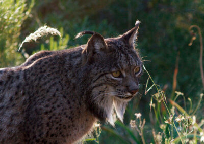 Iberischer Luchs