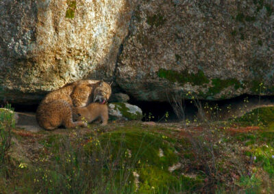 Pardelluchs mit Jungem